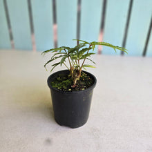 Load image into Gallery viewer, #RD1 Anthurium Polyschistum