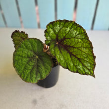 Load image into Gallery viewer, #D4 Begonia Unknown