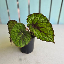 Load image into Gallery viewer, #D4 Begonia Unknown