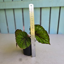 Load image into Gallery viewer, #D4 Begonia Unknown