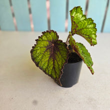 Load image into Gallery viewer, #D4 Begonia Unknown