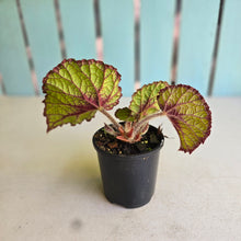 Load image into Gallery viewer, #D4 Begonia Unknown