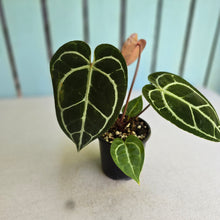 Load image into Gallery viewer, #RA9 Anthurium Crystallinum x - Red Petiole