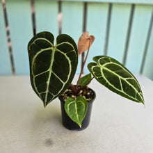 Load image into Gallery viewer, #RA9 Anthurium Crystallinum x - Red Petiole