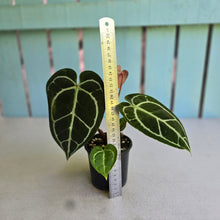 Load image into Gallery viewer, #RA9 Anthurium Crystallinum x - Red Petiole
