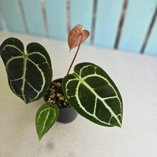 Load image into Gallery viewer, #RA9 Anthurium Crystallinum x - Red Petiole