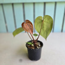 Load image into Gallery viewer, #RA9 Anthurium Crystallinum x - Red Petiole