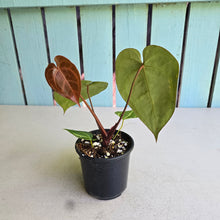 Load image into Gallery viewer, #RA9 Anthurium Crystallinum x - Red Petiole
