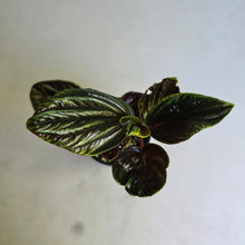 Load image into Gallery viewer, #RB20 Peperomia Rugosa Ecuador