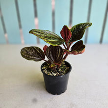 Load image into Gallery viewer, #RB20 Peperomia Rugosa Ecuador