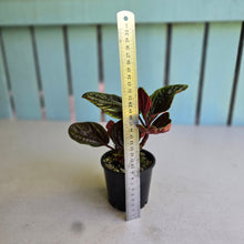 Load image into Gallery viewer, #RB20 Peperomia Rugosa Ecuador