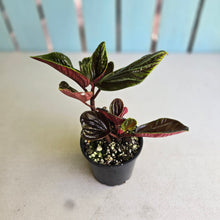 Load image into Gallery viewer, #RB20 Peperomia Rugosa Ecuador