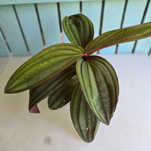 Load image into Gallery viewer, #R11 Large Medinilla Gregori Hambali
