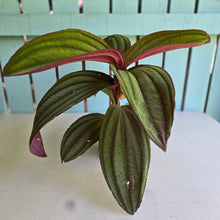 Load image into Gallery viewer, #R11 Large Medinilla Gregori Hambali