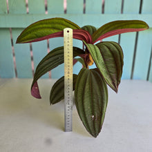 Load image into Gallery viewer, #R11 Large Medinilla Gregori Hambali