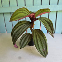 Load image into Gallery viewer, #R11 Large Medinilla Gregori Hambali