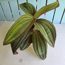 Load image into Gallery viewer, #R11 Large Medinilla Gregori Hambali