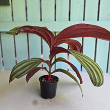 Load image into Gallery viewer, #R11 Large Medinilla Gregori Hambali