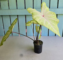 Load image into Gallery viewer, #R882 Caladium