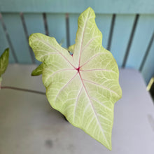 Load image into Gallery viewer, #R882 Caladium