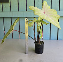 Load image into Gallery viewer, #R882 Caladium