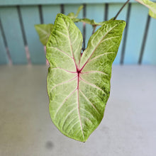 Load image into Gallery viewer, #R882 Caladium
