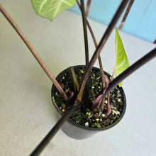 Load image into Gallery viewer, #R882 Caladium