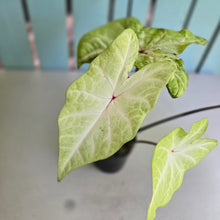 Load image into Gallery viewer, #R882 Caladium
