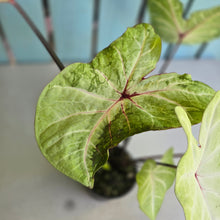 Load image into Gallery viewer, #R882 Caladium