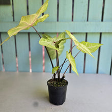 Load image into Gallery viewer, #R882 Caladium