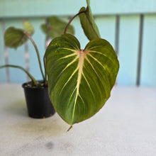 Load image into Gallery viewer, #RB24 Philodendron Gloriosum