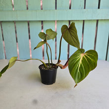 Load image into Gallery viewer, #RB24 Philodendron Gloriosum