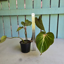 Load image into Gallery viewer, #RB24 Philodendron Gloriosum