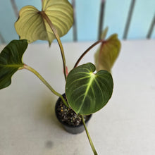 Load image into Gallery viewer, #RB24 Philodendron Gloriosum