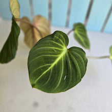Load image into Gallery viewer, #RB24 Philodendron Gloriosum