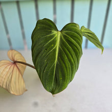Load image into Gallery viewer, #RB24 Philodendron Gloriosum