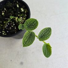 Load image into Gallery viewer, #R491 Piper Clypeatum