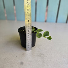 Load image into Gallery viewer, #R491 Piper Clypeatum