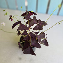 Load image into Gallery viewer, #R17 Oxalis Triangularis