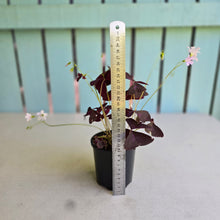 Load image into Gallery viewer, #R17 Oxalis Triangularis