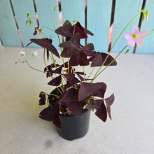 Load image into Gallery viewer, #R17 Oxalis Triangularis