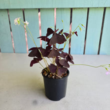 Load image into Gallery viewer, #R17 Oxalis Triangularis