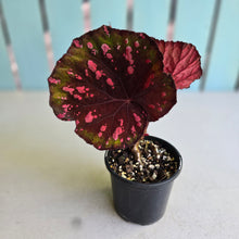 Load image into Gallery viewer, #RB8 Begonia Dr Karissa