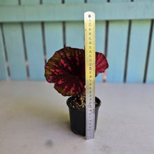 Load image into Gallery viewer, #RB8 Begonia Dr Karissa