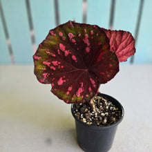 Load image into Gallery viewer, #RB8 Begonia Dr Karissa