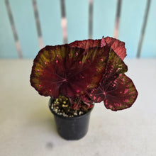Load image into Gallery viewer, #RB8 Begonia Dr Karissa