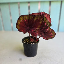Load image into Gallery viewer, #RB8 Begonia Dr Karissa