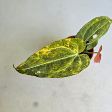 Load image into Gallery viewer, #RD12 Variegated Anthurium Forgetii x