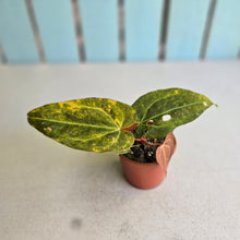 Load image into Gallery viewer, #RD12 Variegated Anthurium Forgetii x