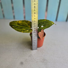 Load image into Gallery viewer, #RD12 Variegated Anthurium Forgetii x